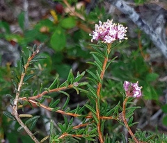 Agathosma foetidissima