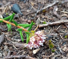 Agathosma foetidissima