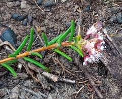 Agathosma foetidissima