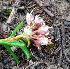 Agathosma foetidissima