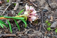 Agathosma foetidissima