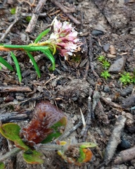 Agathosma foetidissima