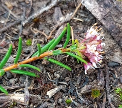 Agathosma foetidissima