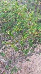 Agathosma foetidissima