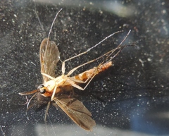 Keroplatus testaceus
