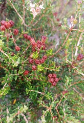 Agathosma foetidissima