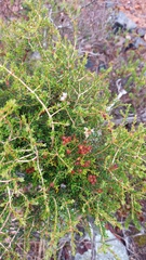 Agathosma foetidissima