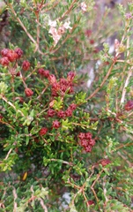 Agathosma foetidissima