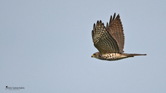 Accipiter brevipes