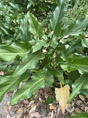 Zantedeschia aethiopica