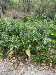 Zantedeschia aethiopica