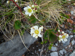 Saxifraga paniculata