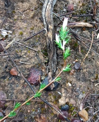 Wahlenbergia cinerea