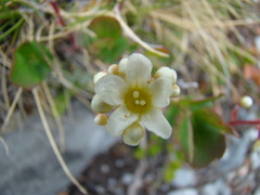Saxifraga paniculata