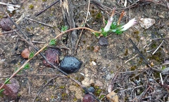 Wahlenbergia cinerea