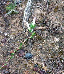 Wahlenbergia cinerea