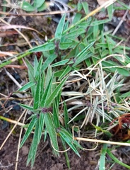 Urochloa serrata