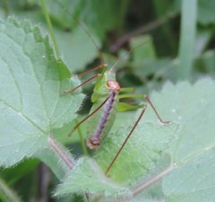Leptophyes laticauda