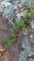Urochloa serrata