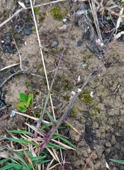 Urochloa serrata