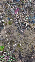 Urochloa serrata