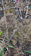 Urochloa serrata