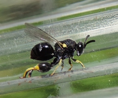 Brachymeria tibialis