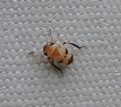 Anoscopus serratulae