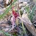 Tailed Spider-Orchid - Photo (c) Cath Dickson, some rights reserved (CC BY-NC), uploaded by Cath Dickson