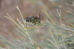Grevillea hookeriana