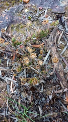 Drosanthemum striatum