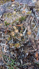 Drosanthemum striatum