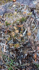 Drosanthemum striatum