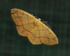 Periclina syctaria