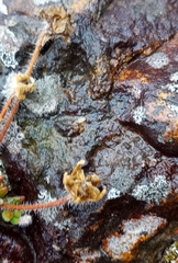 Drosanthemum striatum