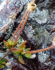 Drosanthemum striatum