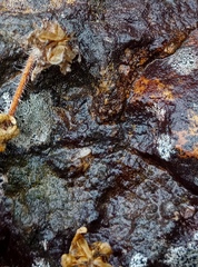 Drosanthemum striatum