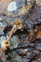 Drosanthemum striatum