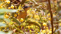 Ptilotula keartlandi