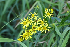 Jacobaea paludosa paludosa