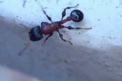 Dilobocondyla fouqueti