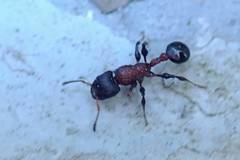 Dilobocondyla fouqueti