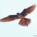 Red-footed Falcon - Photo (c) fotis-samaritakis, some rights reserved (CC BY-NC), uploaded by fotis-samaritakis