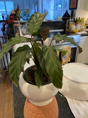 Goeppertia rufibarba