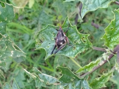 Sphenarium purpurascens