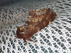 Odontosia marumoi