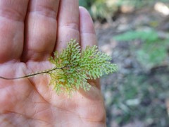 Hymenophyllum flexuosum