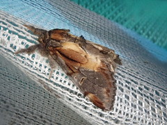 Notodonta dembowskii