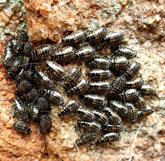 Cartoblatta pulchra
