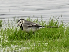 Motacilla alba